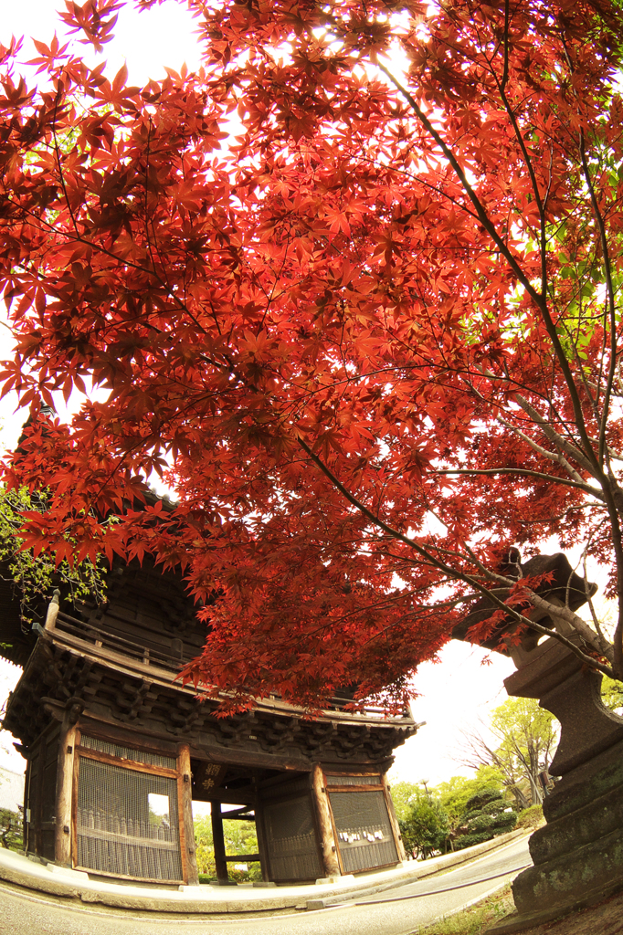 近所のお寺