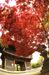 近所のお寺