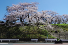 東京桜花