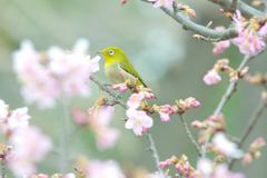 春の香りに誘われて