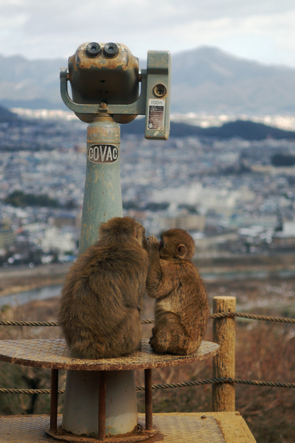 こうやって見るの？