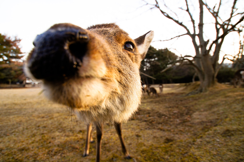 せんべいは？