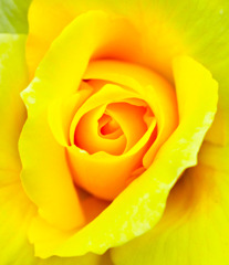 芯の奥には