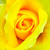 芯の奥には