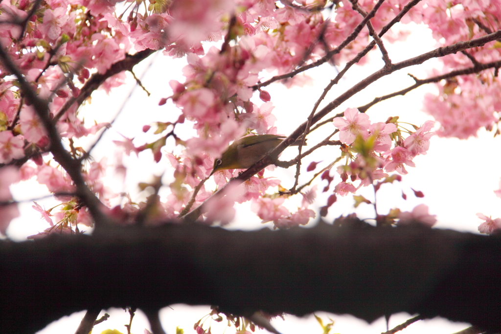 河津桜