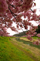 下賀茂