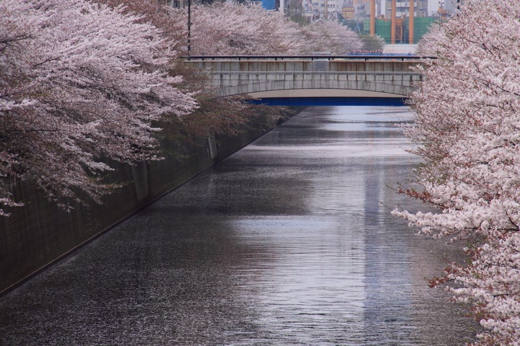 目黒川