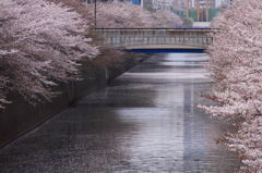 目黒川