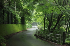 green road