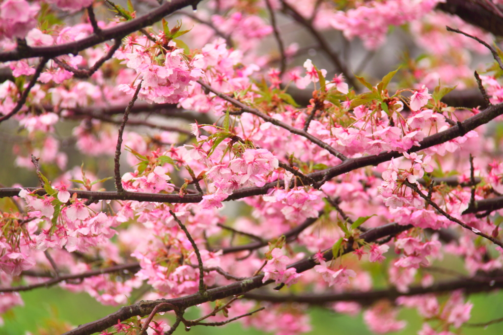 河津桜
