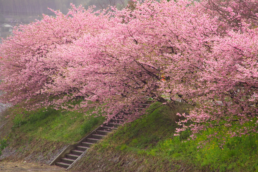 河津桜