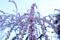 冬桜を柔らかく