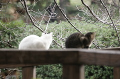 桜はまだかにゃ～～～？×2