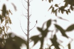 鴉、此処ニ