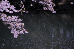 桜蛍