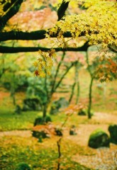 雨の光明禅寺その１