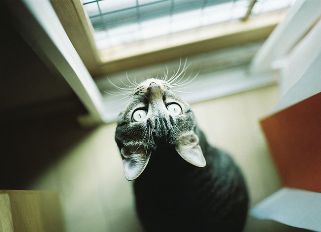 shima1