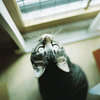 shima1