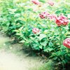 雨のあと