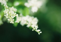 nezumimochi