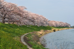 大河原　千本桜