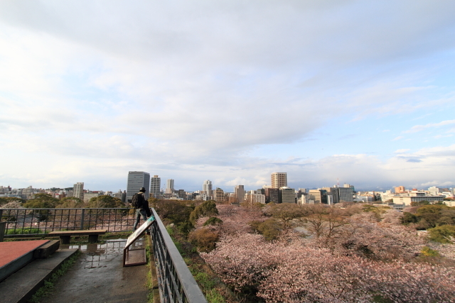 桜　舞鶴公園