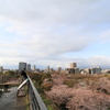 桜　舞鶴公園