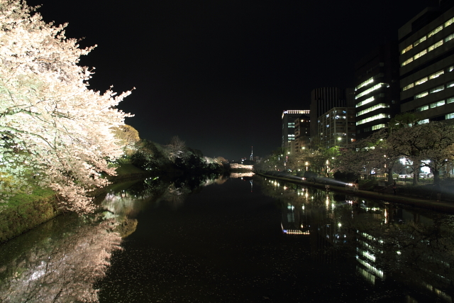 夜桜　舞鶴公園