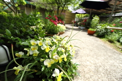 箱崎　花庭園