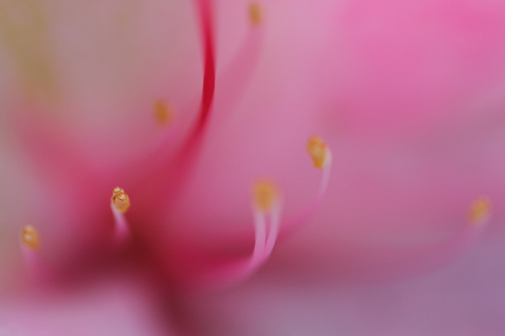つつじ