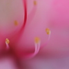 つつじ