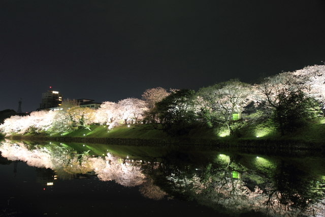 夜桜　舞鶴公園