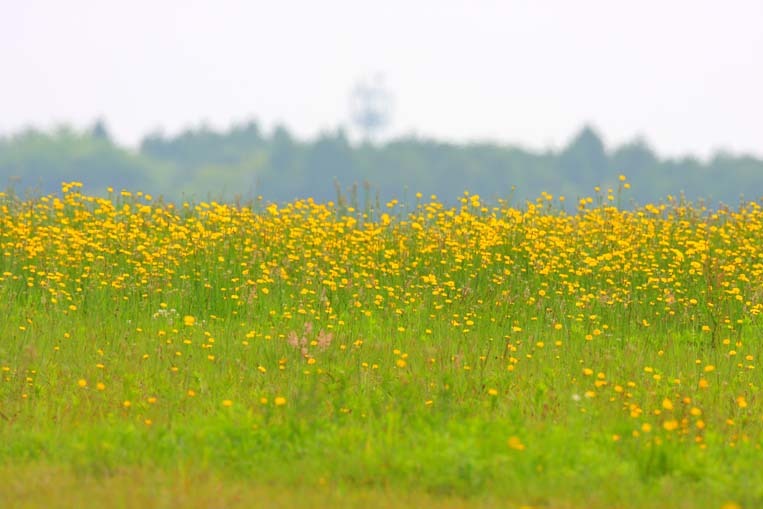 基地の花
