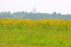 基地の花