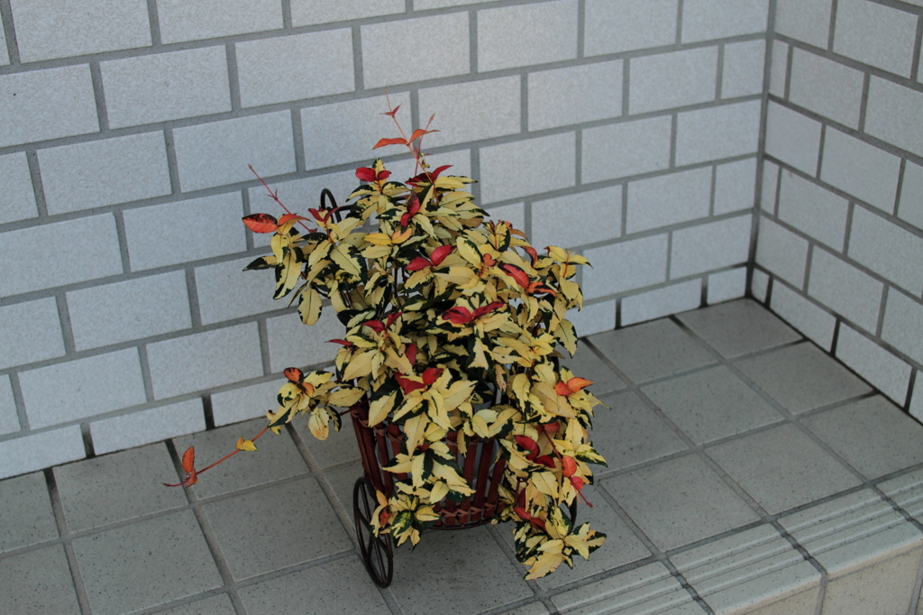 観葉植物２　Ｄｉｓｔａｇｏｎで