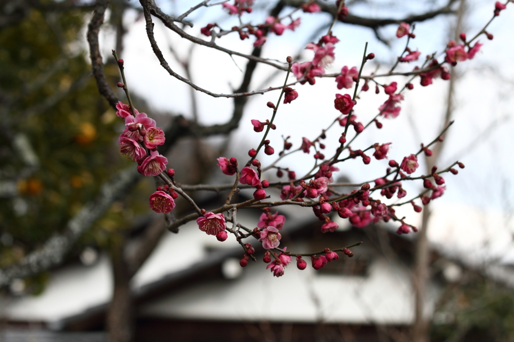 紅梅２