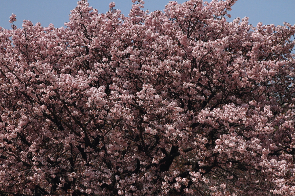 八重桜１