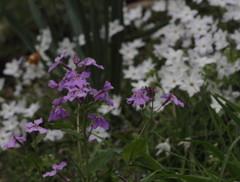 野の花