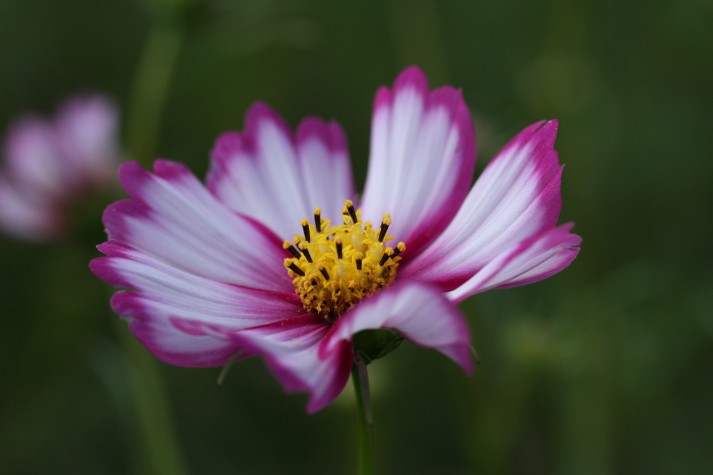 秋の花２