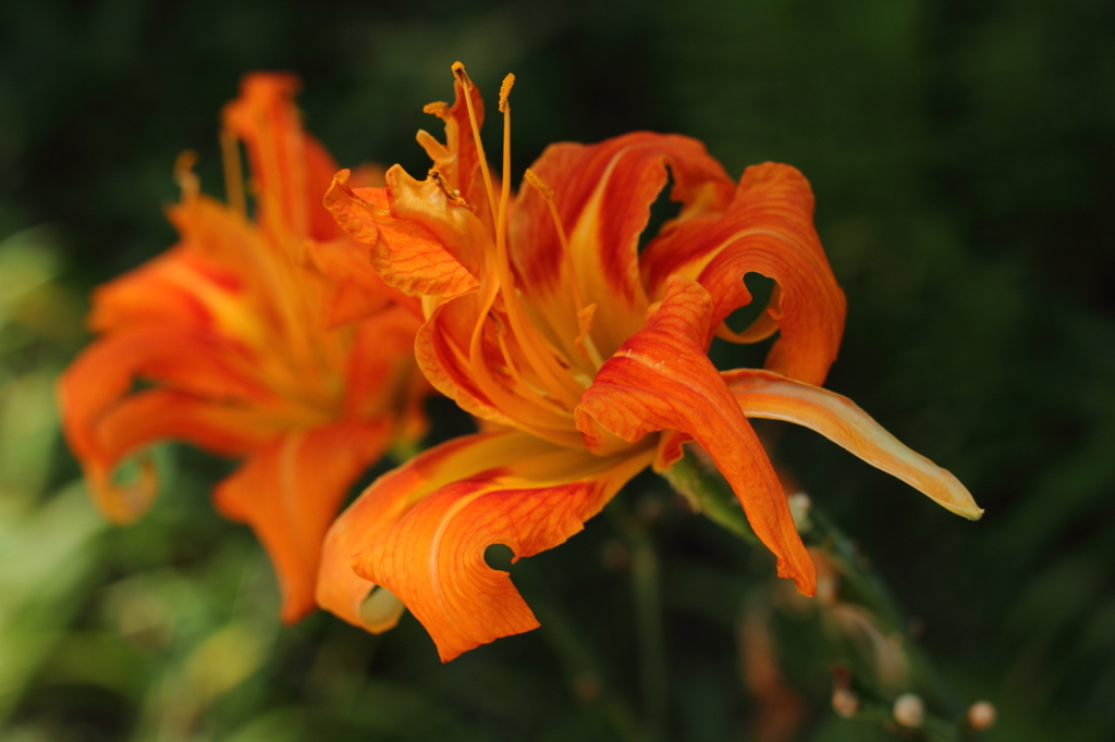 夏の花２