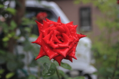 薔薇と雨露の名残り