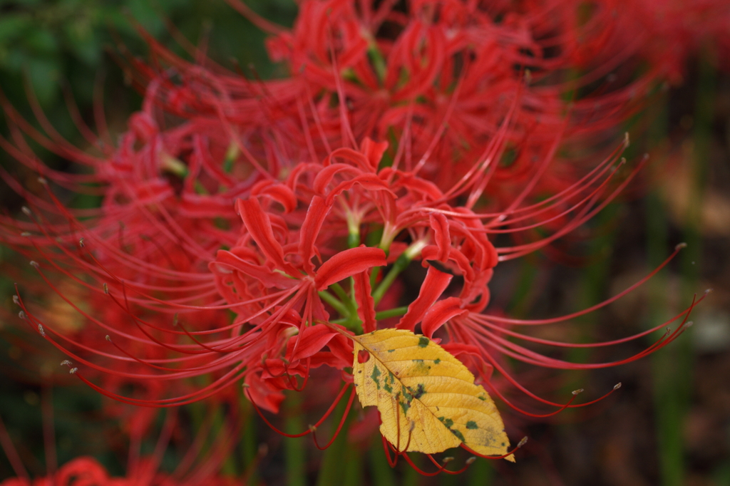曼珠沙華