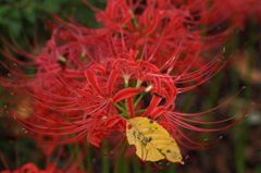 曼珠沙華