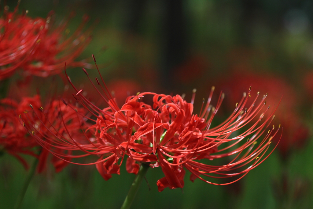 曼珠沙華11
