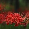 曼珠沙華11