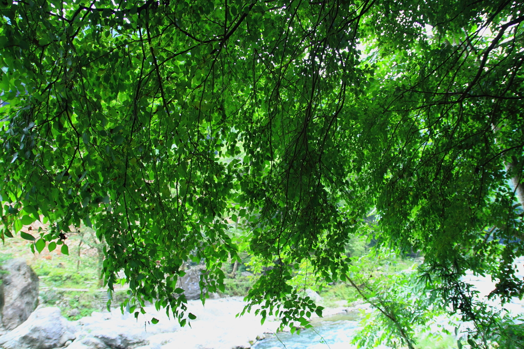 渓谷沿いのこみちにて２