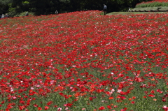 Fleurs Rouges 2