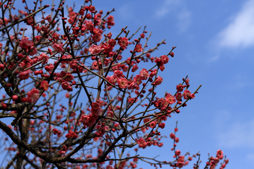 紅梅１