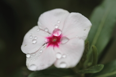 秋の花５　雨の日と月曜日は