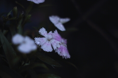 雨の日の日曜日には